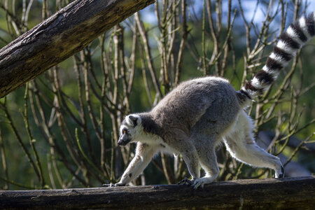 28-04-24_zoo-de-beauval, _MG_0989