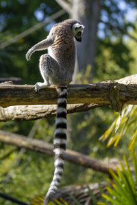 28-04-24_zoo-de-beauval, _MG_0990