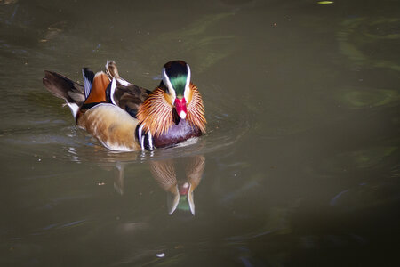 28-04-24_zoo-de-beauval, _MG_0991