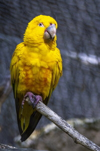 28-04-24_zoo-de-beauval, _MG_0993