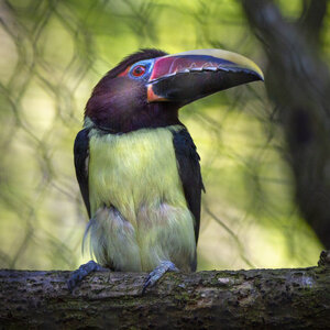 28-04-24_zoo-de-beauval, _MG_0994