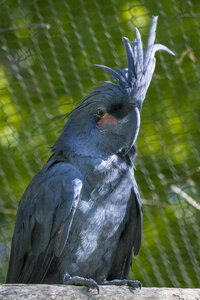 28-04-24_zoo-de-beauval, _MG_0996