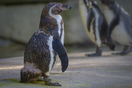 28-04-24_zoo-de-beauval, _MG_0997-Modifier