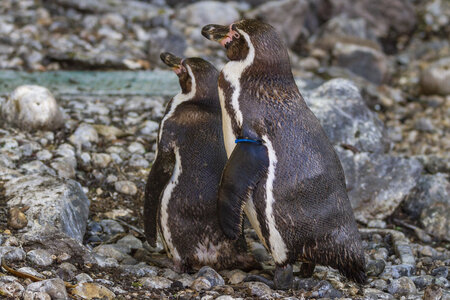 28-04-24_zoo-de-beauval, _MG_0998