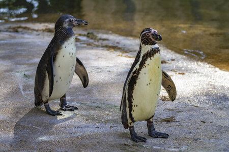 28-04-24_zoo-de-beauval, _MG_0999