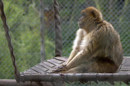 28-04-24_zoo-de-beauval, _MG_1002