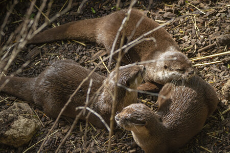 28-04-24_zoo-de-beauval, _MG_1004