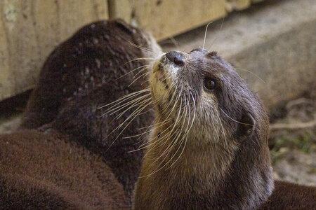 28-04-24_zoo-de-beauval, _MG_1006