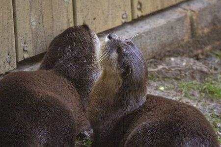 28-04-24_zoo-de-beauval, _MG_1007