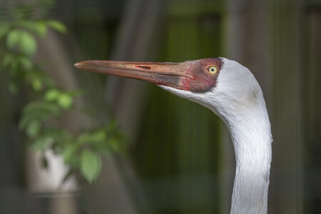 28-04-24_zoo-de-beauval, _MG_1008