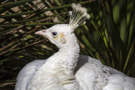 28-04-24_zoo-de-beauval, _MG_1010