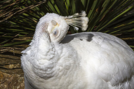 28-04-24_zoo-de-beauval, _MG_1011