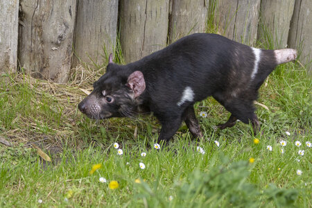 28-04-24_zoo-de-beauval, _MG_1013