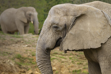 28-04-24_zoo-de-beauval, _MG_1015