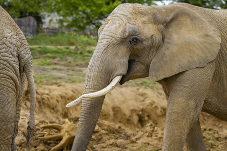 28-04-24_zoo-de-beauval, _MG_1017