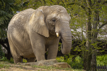 28-04-24_zoo-de-beauval, _MG_1018