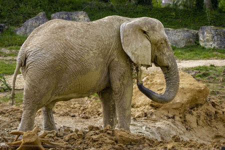 28-04-24_zoo-de-beauval, _MG_1020
