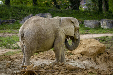 28-04-24_zoo-de-beauval, _MG_1022