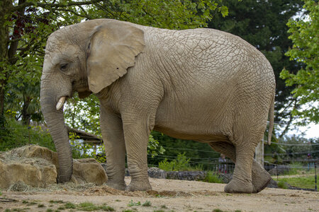 28-04-24_zoo-de-beauval, _MG_1024