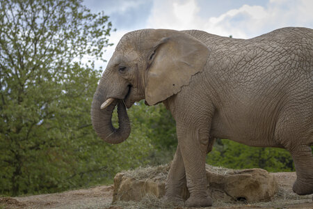 28-04-24_zoo-de-beauval, _MG_1029