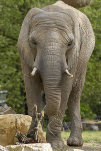 28-04-24_zoo-de-beauval, _MG_1030