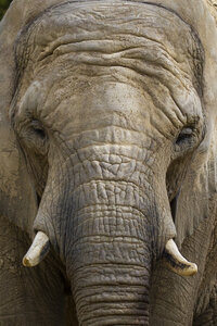 28-04-24_zoo-de-beauval, _MG_1030-2