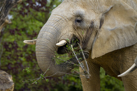 28-04-24_zoo-de-beauval, _MG_1032