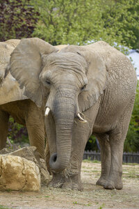 28-04-24_zoo-de-beauval, _MG_1033
