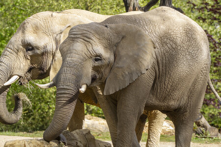 28-04-24_zoo-de-beauval, _MG_1034