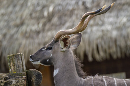 28-04-24_zoo-de-beauval, _MG_1040