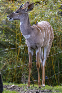 28-04-24_zoo-de-beauval, _MG_1042