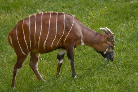 28-04-24_zoo-de-beauval, _MG_1046