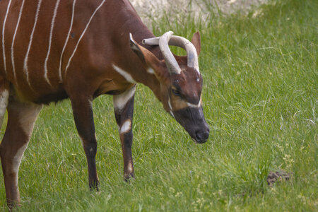 28-04-24_zoo-de-beauval, _MG_1047