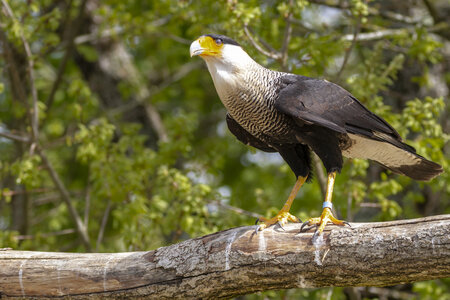 28-04-24_zoo-de-beauval, _MG_1054