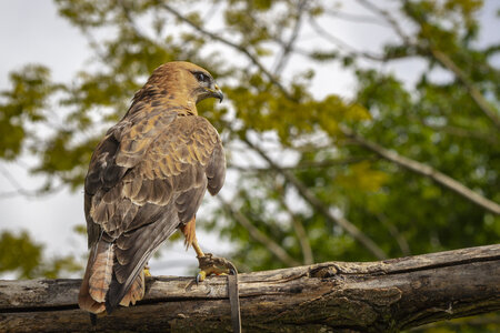 28-04-24_zoo-de-beauval, _MG_1055
