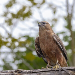 28-04-24_zoo-de-beauval, _MG_1059