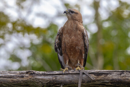 28-04-24_zoo-de-beauval, _MG_1063