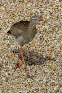 28-04-24_zoo-de-beauval, _MG_1066