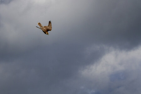 28-04-24_zoo-de-beauval, _MG_1075