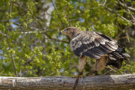 28-04-24_zoo-de-beauval, _MG_1077