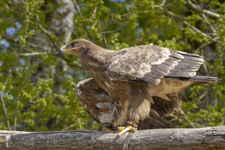 28-04-24_zoo-de-beauval, _MG_1079