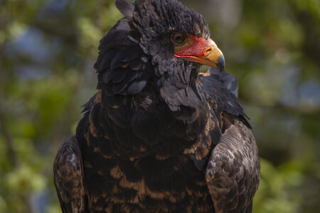 28-04-24_zoo-de-beauval, _MG_1088