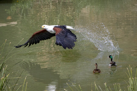 28-04-24_zoo-de-beauval, _MG_1106
