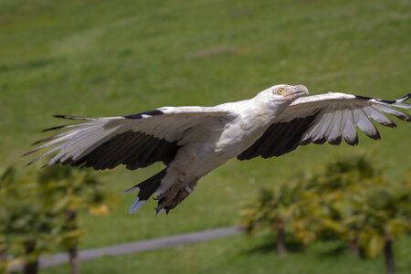 28-04-24_zoo-de-beauval, _MG_1108