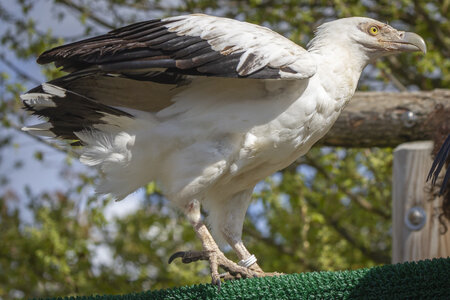 28-04-24_zoo-de-beauval, _MG_1109