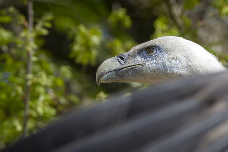 28-04-24_zoo-de-beauval, _MG_1115