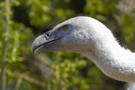 28-04-24_zoo-de-beauval, _MG_1116