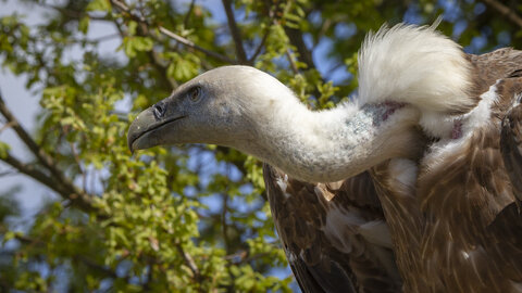 28-04-24_zoo-de-beauval, _MG_1118