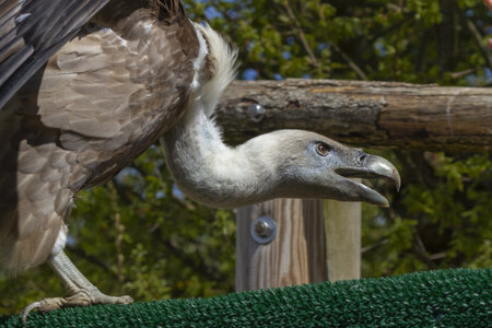 28-04-24_zoo-de-beauval, _MG_1119