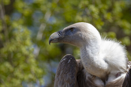 28-04-24_zoo-de-beauval, _MG_1124
